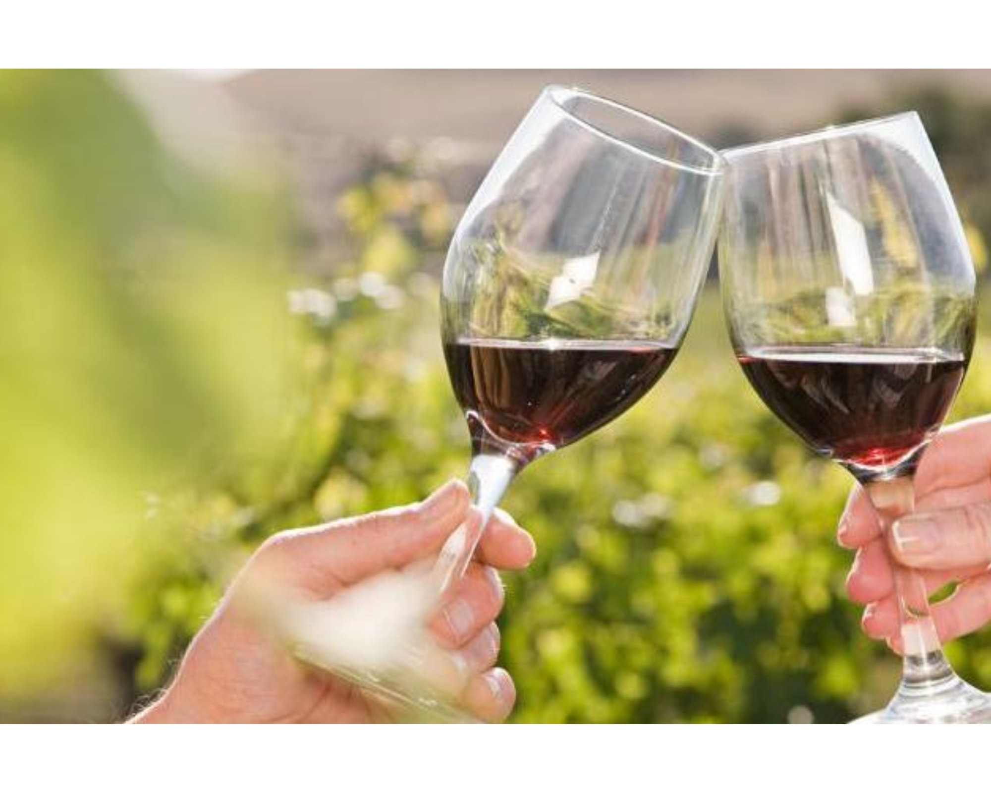dégustation de vin dans les vignes