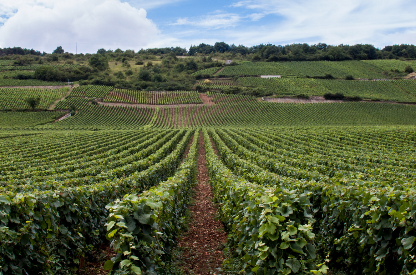 Paysages de vignes en Bourgogne