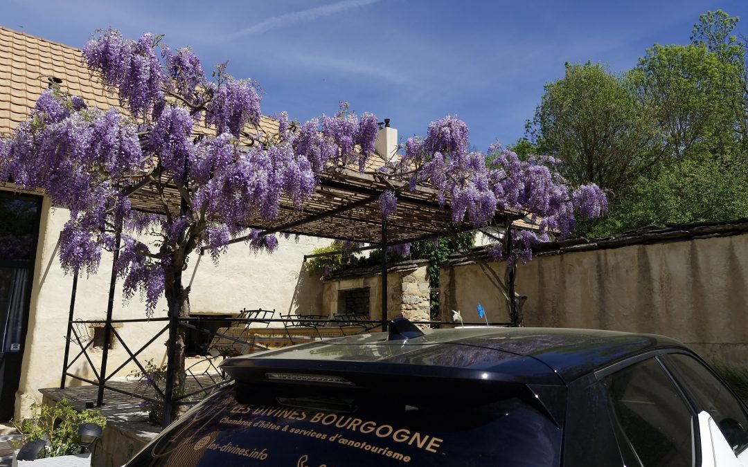 C&rsquo;est le printemps aux Divines Bourgogne
